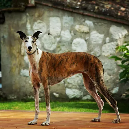 Le Pachot - D'hotes * Castelsagrat